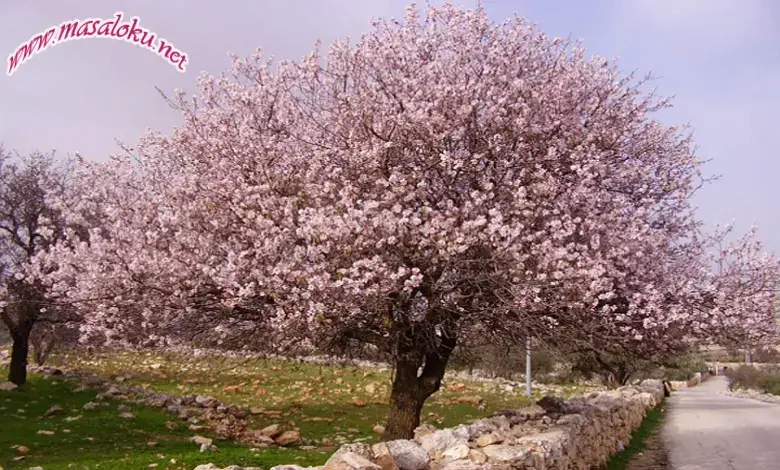 badem ağacı masalı