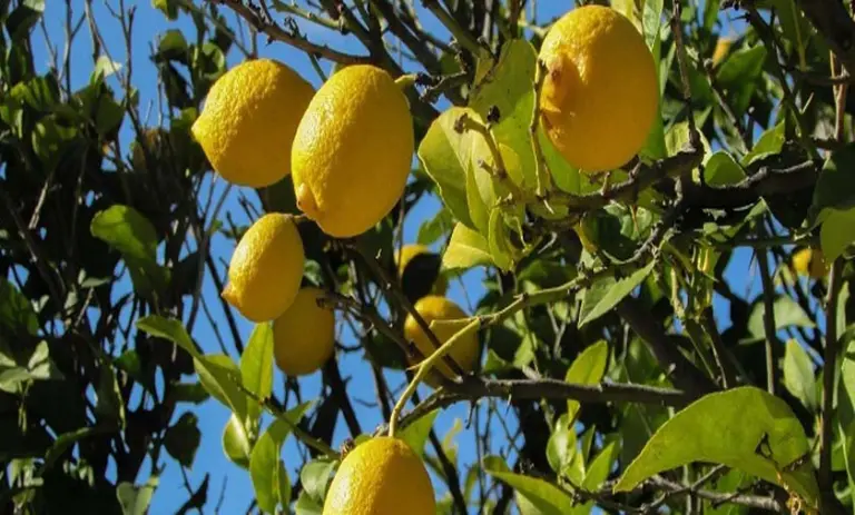 limon ağacı masalı